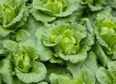 蔬菜公司起名大全集(精选280个)