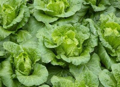 蔬菜公司起名大全集(精选280个)