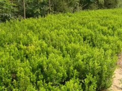 苗木公司名称大全简单大气(精选280个)