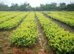 简单大气的苗圃名字(精选280个)