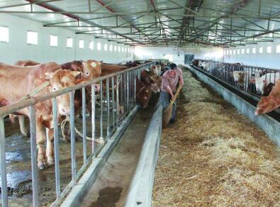 畜牧业养殖场取名大全(精选200个)