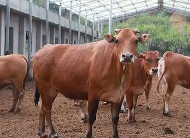 适合养殖业的公司名字(精选260个)