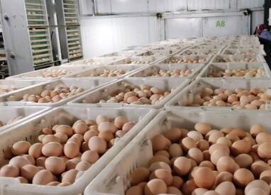 好听的蛋业公司起名字大全(精选200个)