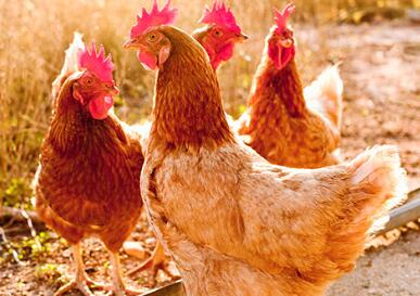 禽类公司起名字大全(精选200个)