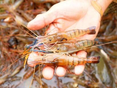 好听的养虾公司取名字大全(精选200个)